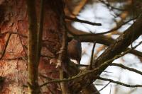 Sitta europaea