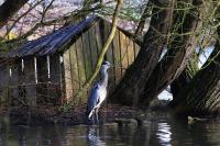 Ardea cinerea