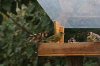 Carduelis carduelis