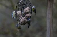 Cyanistes caeruleus