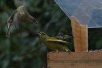 Chloris chloris