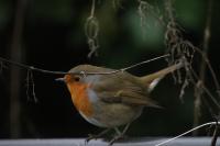 Erithacus rubecula