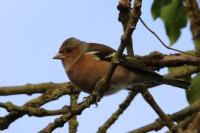 Fringilla coelebs