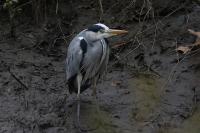 Ardea cinerea