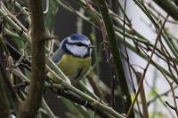 Cyanistes caeruleus