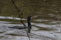 Phalacrocorax carbo
