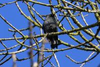 Corvus monedula
