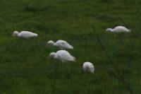 Bubulcus ibis