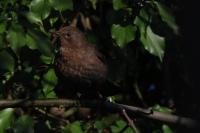 Turdus merula