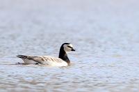 Branta leucopsis