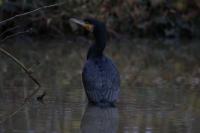 Phalacrocorax carbo