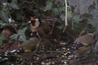 Carduelis carduelis