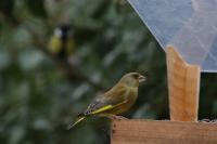 Chloris chloris