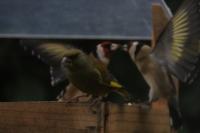 Chloris chloris