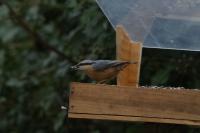 Sitta europaea