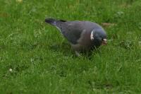 Columba palumbus
