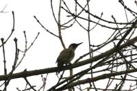 Picus viridis