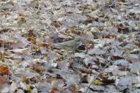 Turdus iliacus