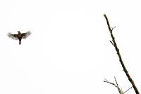 Dendrocopos major