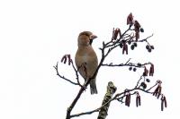 Coccothraustes coccothraustes