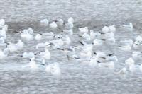 Larus canus