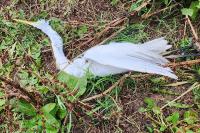 Ardea alba