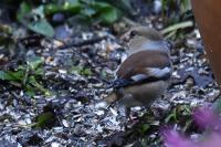 Coccothraustes coccothraustes