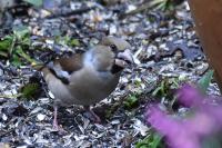 Coccothraustes coccothraustes