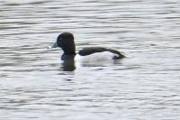 Aythya collaris