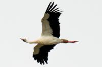 Ciconia ciconia