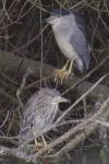Nycticorax nycticorax