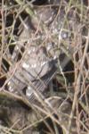 Nycticorax nycticorax