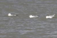 Chroicocephalus ridibundus