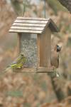 Coccothraustes coccothraustes