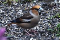 Coccothraustes coccothraustes
