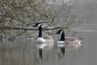 Branta canadensis