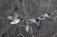 Branta canadensis