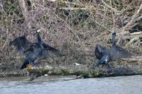 Phalacrocorax carbo