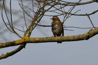 Turdus iliacus