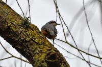 Sitta europaea