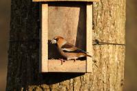 Coccothraustes coccothraustes