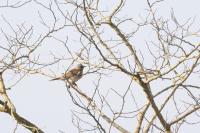 Turdus pilaris