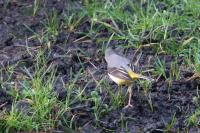 Motacilla cinerea