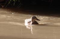 Anas platyrhynchos