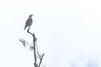 Turdus viscivorus