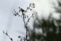 Coccothraustes coccothraustes