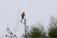 Falco tinnunculus