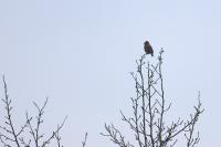 Coccothraustes coccothraustes