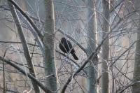 Turdus merula