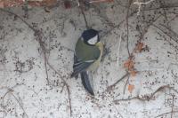 Parus major